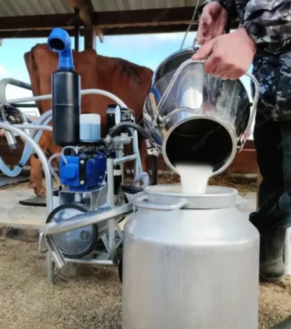 milking
